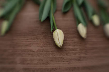 Fresh tulips in the greenhouse