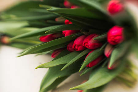 fresh tulips in the greenhouseの写真素材