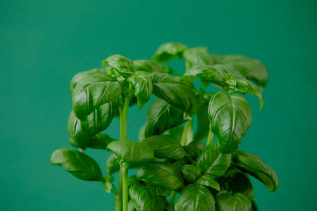 fresh green basil on the green backgroundの写真素材