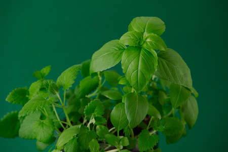 fresh green basil on the green backgroundの写真素材