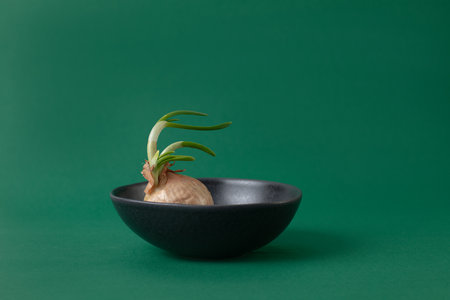 old onion started to growの写真素材
