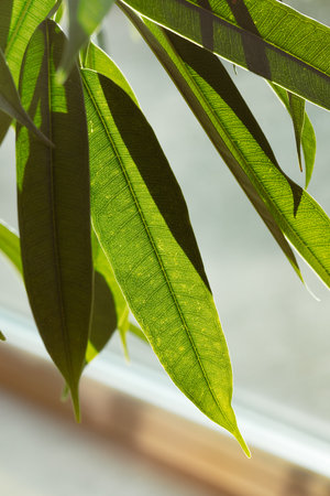 Green fresh leaf growing