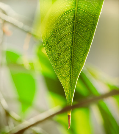 Green fresh leaf growing