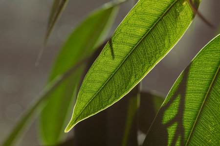 Green fresh leaf growing