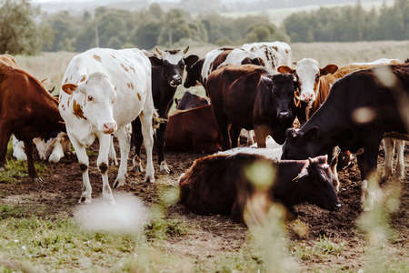 group of happy cows in the natural field at summertime