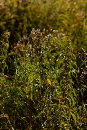 outdoor field flora meadow natural golden botany flora agriculture