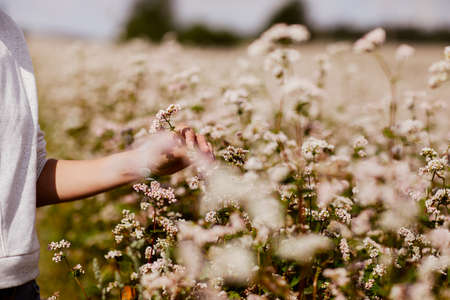 outdoor field flora meadow natural golden botany flora agricultureの写真素材