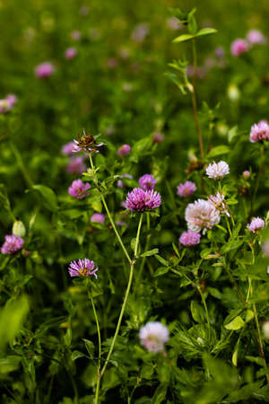 natural view of summer field with purple wildflowers