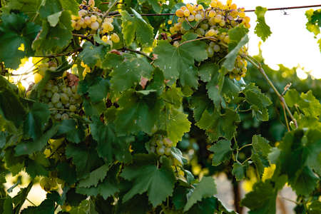 natural view of vineyard with grapes in nature