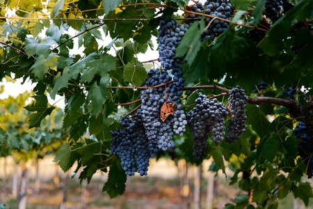 natural view of vineyard with grapes in nature