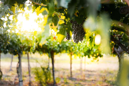 natural view of vineyard with grapes in natureの写真素材