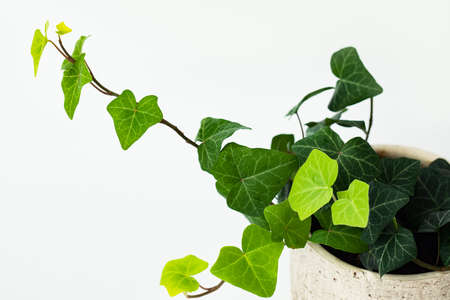 green at home plant element on the white background