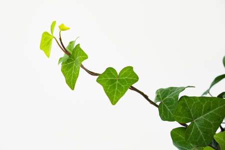 green at home plant element on the white background