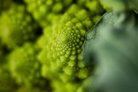fresh diet agricultural romanesque cauliflower on white backgroundの写真素材
