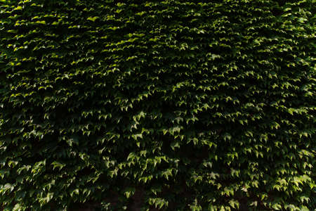 the view of seamless nature plant green textured backgroundの写真素材