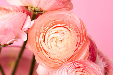 greeting card with pink flowers on pink background with place for the textの写真素材