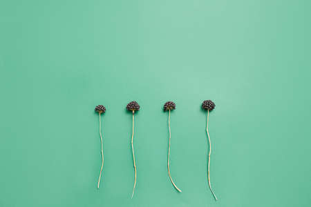 dry floral elements of flower organized on electric color background with empty space for the text of the invitation, banner on any otherの写真素材