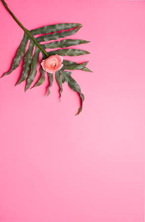 greeting card with pink flowers on pink background with place for the textの写真素材