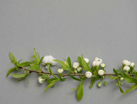 Flat lay composition of the beautiful blooming tree branch with white flowers on gray background. Copy text for a menu, reception, party poster, or wedding invitation.の写真素材