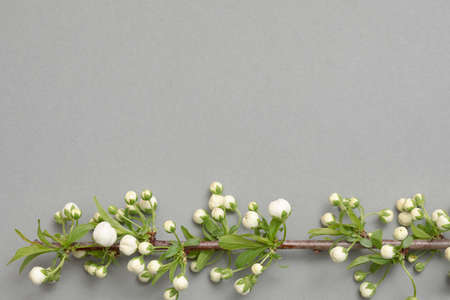 Flat lay composition of the beautiful blooming tree branch with white flowers on gray background. Copy text for a menu, reception, party poster, or wedding invitation.の写真素材