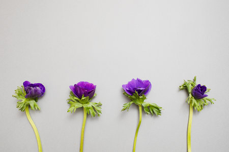 Ultra Violet Anemone Flower on the gray backgroundの写真素材