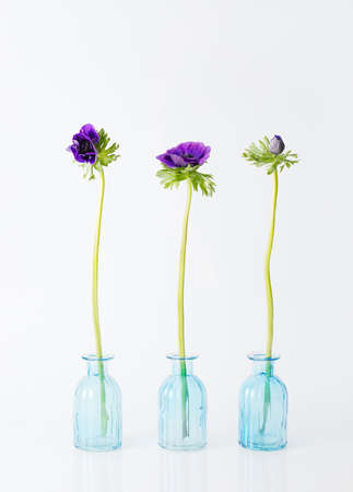 Ultra Violet Anemone Flower on the gray backgroundの写真素材