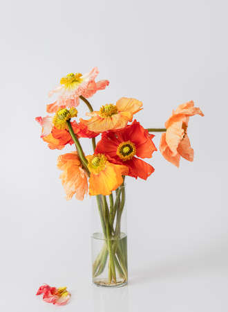big fresh decorative multicolor orange, red, yellow poppies in a vase on white backgroundの写真素材