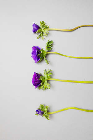 Ultra Violet Anemone Flower on the gray backgroundの写真素材