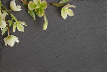 Flat lay composition of an empty gray background, decorated with ranunculus flowers. Copy text for a menu, reception, party poster, or wedding invitation.の写真素材