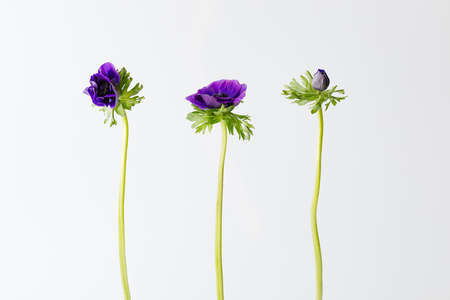 Ultra Violet Anemone Flower on the gray backgroundの写真素材