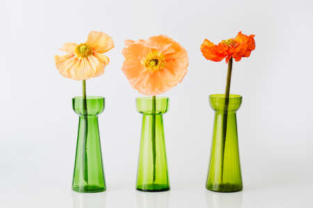 big fresh decorative multicolor orange, red, yellow poppies in a vase on white backgroundの写真素材