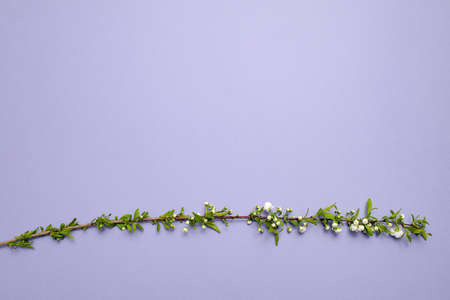 Flat lay composition of the beautiful blooming tree branch with white flowers on blue background. Copy text for a menu, reception, party poster, or wedding invitation.の写真素材