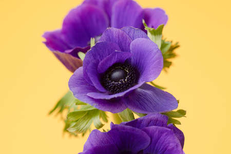 Ultra Violet Anemone Flower on the yellow backgroundの写真素材