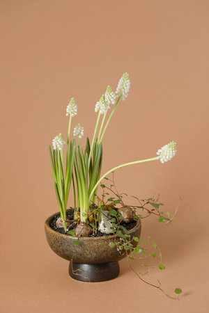 Grape hyacinths in a pot on a brown background
