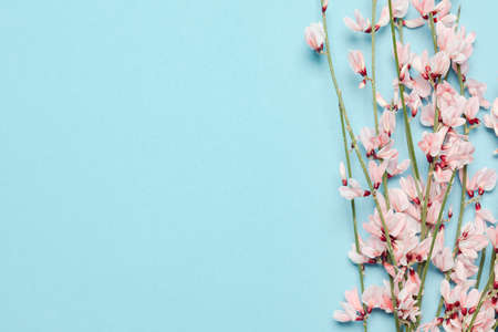Flat lay composition of an empty blue background, decorated with blooming pink flowers on the branch. Copy text for a menu, reception, party poster, or wedding invitation.の写真素材