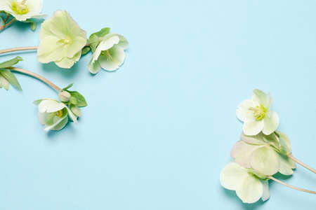 Flat lay composition of an empty blue background, decorated with ranunculus flowers. Copy text for a menu, reception, party poster, or wedding invitation.の写真素材