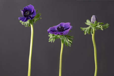 Ultra Violet Anemone Flower on the dark backgroundの写真素材