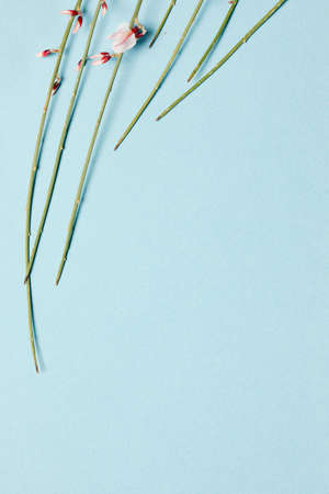 Flat lay composition of an empty blue background, decorated with blooming pink flowers on the branch. Copy text for a menu, reception, party poster, or wedding invitation.の写真素材