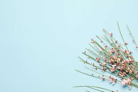 Flat lay composition of an empty blue background, decorated with blooming pink flowers on the branch. Copy text for a menu, reception, party poster, or wedding invitation.の写真素材