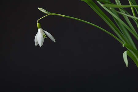Galanthus nivalis. Snowdrops on the black background. Springtime symbol.の写真素材