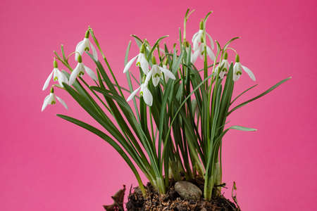 Galanthus nivalis. Snowdrops on pink background. Springtime symbol.