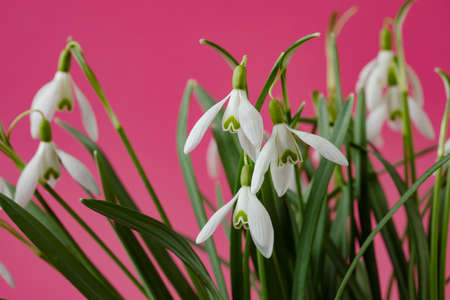 Galanthus nivalis. Snowdrops on pink background. Springtime symbol.の写真素材