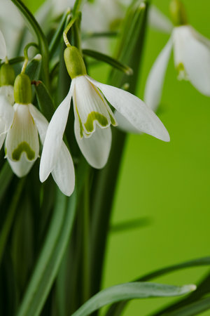Galanthus nivalis. Snowdrops on the background. Springtime symbol.の写真素材