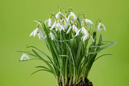 Galanthus nivalis. Snowdrops on the background. Springtime symbol.
