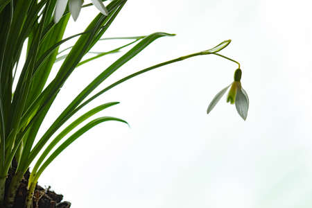 Galanthus nivalis. Snowdrops on white background. Springtime symbol.の写真素材
