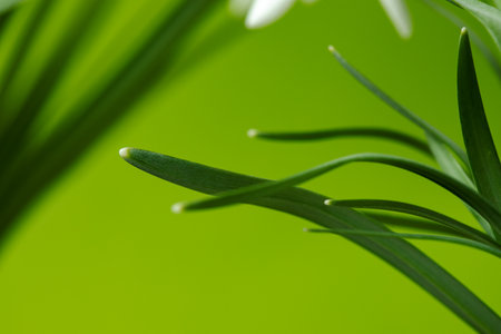 Galanthus nivalis. Snowdrops on the background. Springtime symbol.