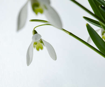 Galanthus nivalis. Snowdrops on white background. Springtime symbol.の写真素材