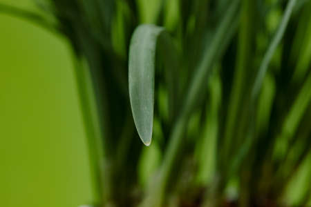 Galanthus nivalis. Snowdrops on the background. Springtime symbol.