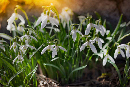 Galanthus nivalis. Snowdrops in the natural background. Springtime symbol. Sunlight viewの写真素材