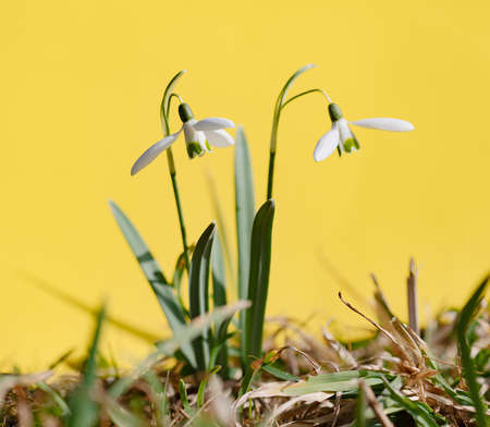 Galanthus nivalis. Snowdrops in the natural background. Springtime symbol. Sunlight view